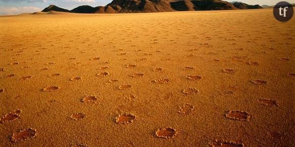 Les termites de sable responsables des cercles de fées ?