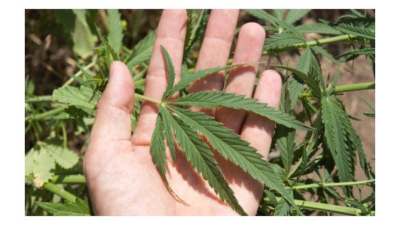 Un étudiant fabriquait du LSD et du cannabinoïd dans sa chambre
