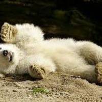 Knut: le décès de l'ours star suscite la polémique