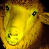 Quand les moutons deviennent phosphorescents en Uruguay