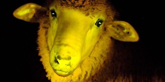 Quand les moutons deviennent phosphorescents en Uruguay