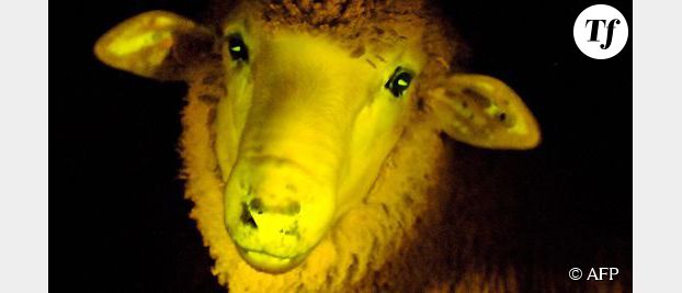 Quand les moutons deviennent phosphorescents en Uruguay