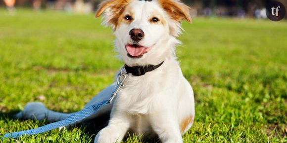 Avoir un chien aiderait à diminuer le cholestérol