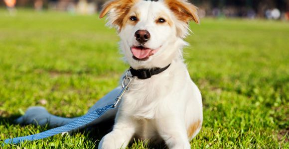 Avoir un chien aiderait à diminuer le cholestérol