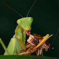 Faut-il manger des insectes ?