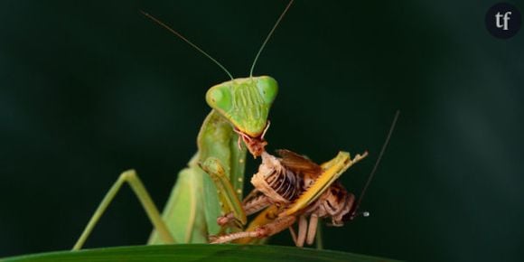 Faut-il manger des insectes ?