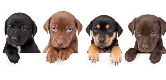 Avoir un chien est bon pour la santé de toute la famille