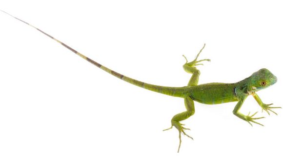 Bion-1M : escargots, souris et lézards dans l’espace