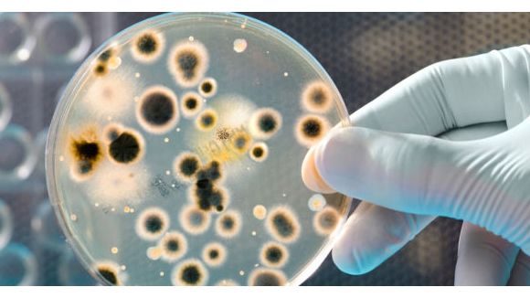 Sexe : l'hyperbactérie H041 résiste aux antibiotiques