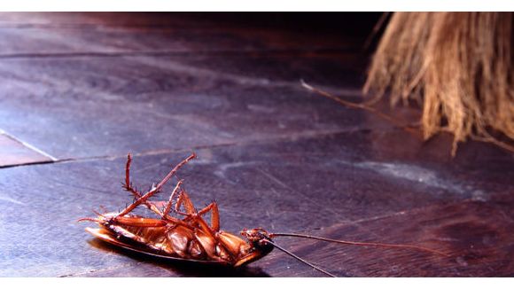 Les cafards mutants plus intelligents que l'Homme n’aiment plus le sucre