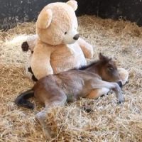 Un poney prend un nounours en peluche pour sa maman - Vidéo