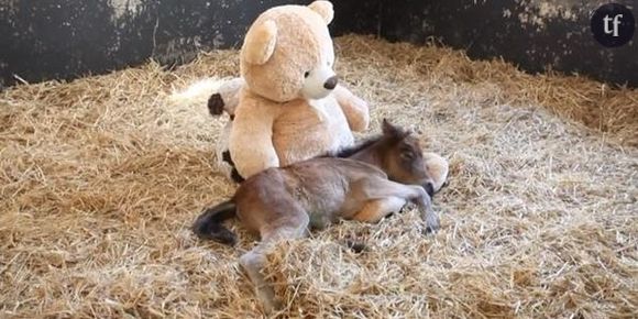 Un poney prend un nounours en peluche pour sa maman - Vidéo