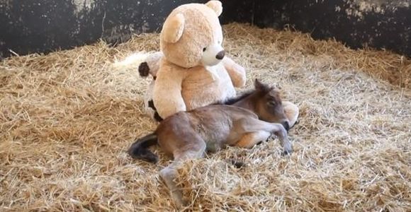 Un poney prend un nounours en peluche pour sa maman - Vidéo