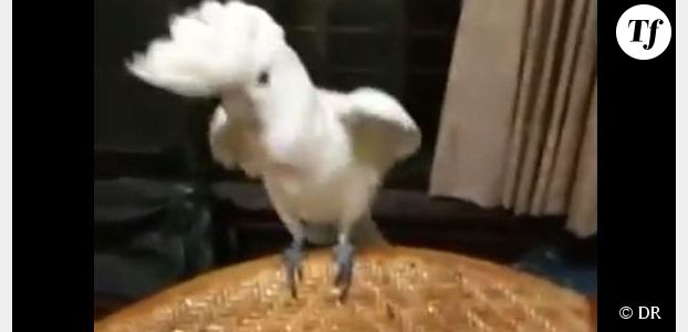 Un perroquet danse sur Gangnam Style de Psy - Vidéo