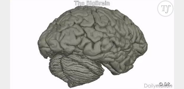 BigBrain : la première carte interactive en 3D du cerveau humain