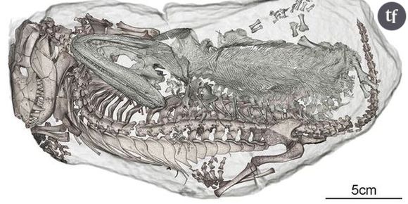 Deux créatures enlacées sous terre depuis 250 millions d’années