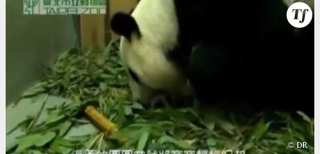 Naissance d’un bébé panda géant à Taïwan