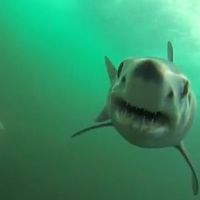 Une impressionnante attaque de requin filmée sous l’eau