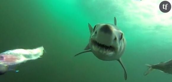 Une impressionnante attaque de requin filmée sous l’eau