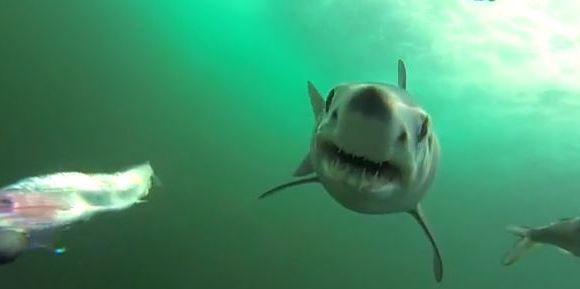 Une impressionnante attaque de requin filmée sous l’eau