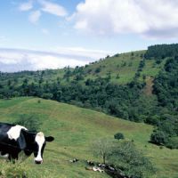 Une vache tombe du ciel et tue un homme au Brésil