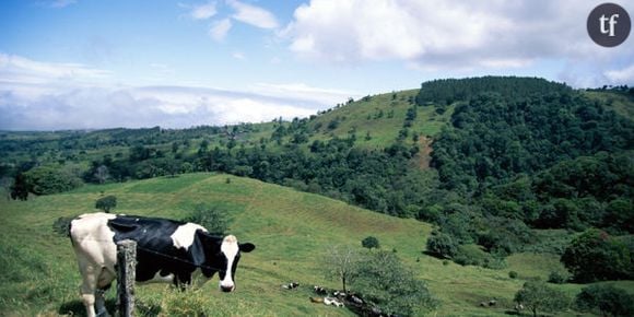 Une vache tombe du ciel et tue un homme au Brésil