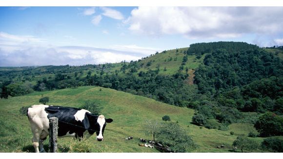 Une vache tombe du ciel et tue un homme au Brésil