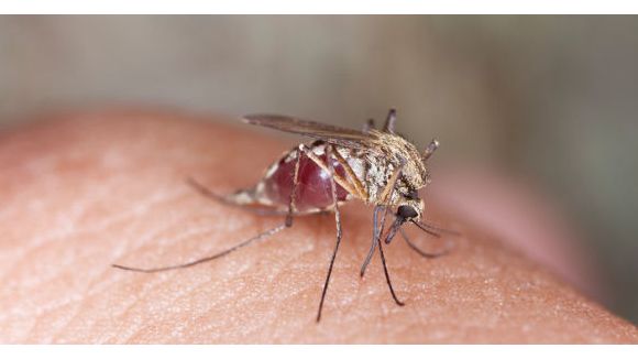 Moustiques : un patch révolutionnaire pour éviter les piqûres