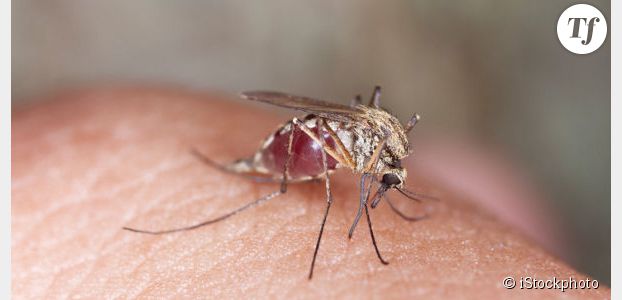 Moustiques : un patch révolutionnaire pour éviter les piqûres