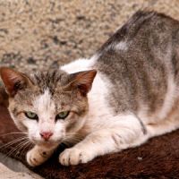 Une petite fille attaquée par une meute de chats à Belfort