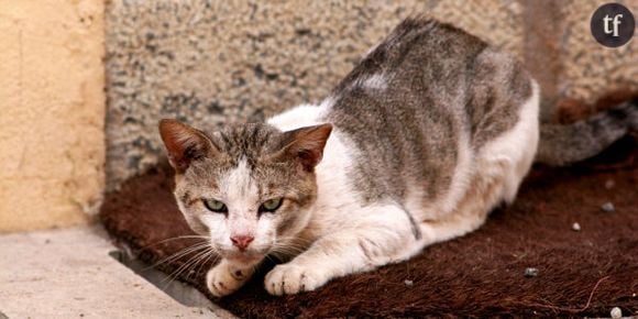 Une petite fille attaquée par une meute de chats à Belfort