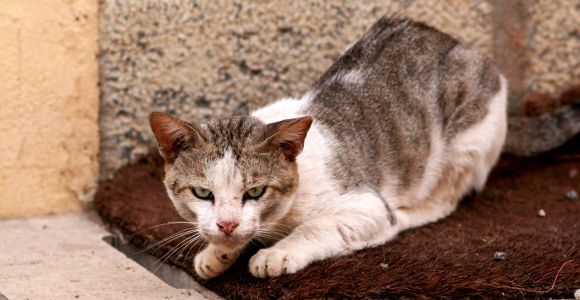 Une petite fille attaquée par une meute de chats à Belfort