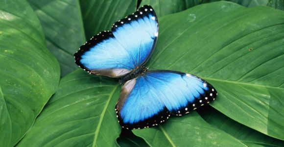 Les papillons bientôt en voie de disparition en Europe ?