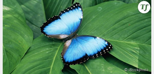 Les papillons bientôt en voie de disparition en Europe ?