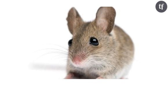 Des chercheurs implantent de faux souvenirs dans le cerveau des souris