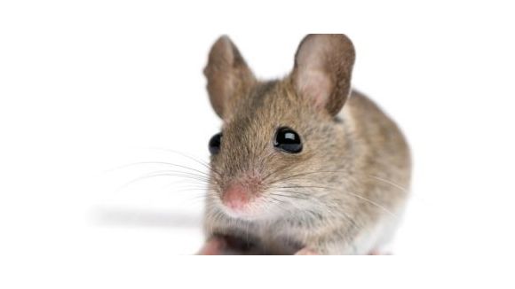 Des chercheurs implantent de faux souvenirs dans le cerveau des souris