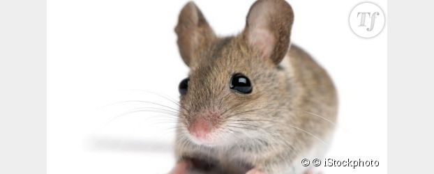 Des chercheurs implantent de faux souvenirs dans le cerveau des souris
