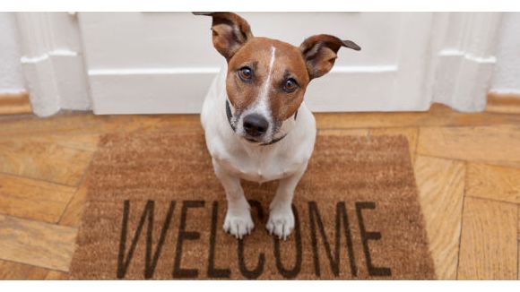 Comment la tête du chien exprime ses émotions 