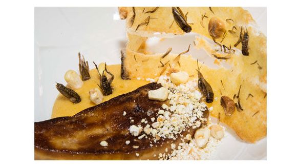 Cuisiner des insectes : la recette audacieuse du chef David Faure