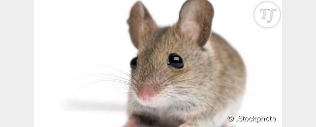 Faux souvenirs : des chercheurs font peur à des souris