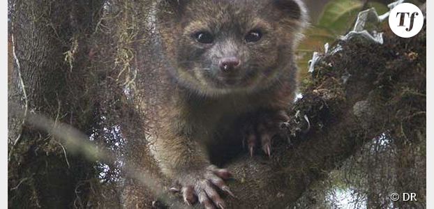 L’olinguito : un nouveau petit mammifère carnivore découvert 