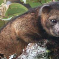 Nouveau mammifère : portrait de l'olinguito