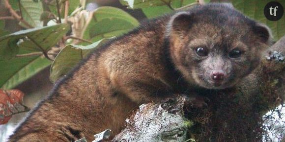 Nouveau mammifère : portrait de l'olinguito