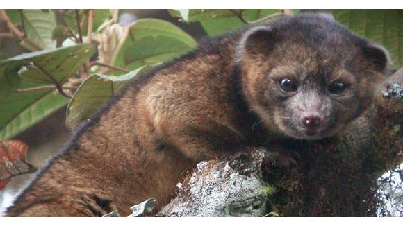 Nouveau mammifère : portrait de l'olinguito