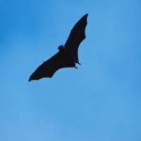 Coronavirus : la chauve-souris responsable de la contamination ?