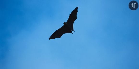 Coronavirus : la chauve-souris responsable de la contamination ?