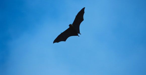 Coronavirus : la chauve-souris responsable de la contamination ?