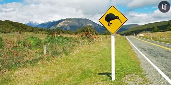 Code de la route : les oiseaux se comportent comme des radars ?