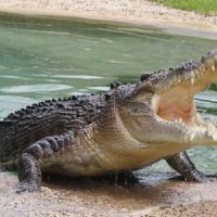 Un jeune homme se fait dévorer par un crocodile lors d’une fête d’anniversaire 