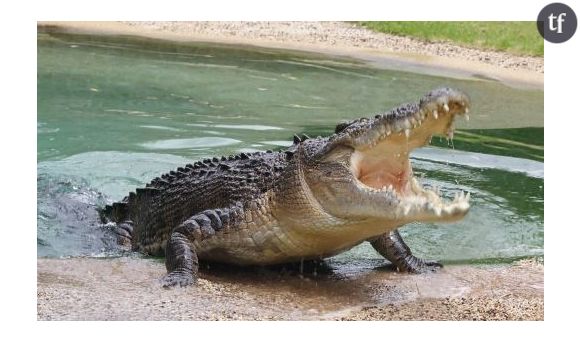 Un jeune homme se fait dévorer par un crocodile lors d’une fête d’anniversaire